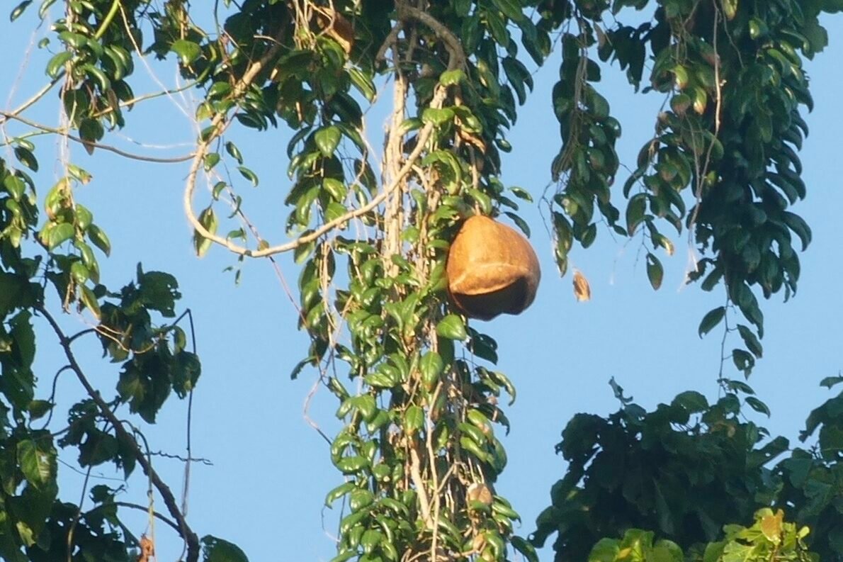 Alsomitra macrocarpa fruit hanging from a tree. A hole is open at the bottom of the fruit. 