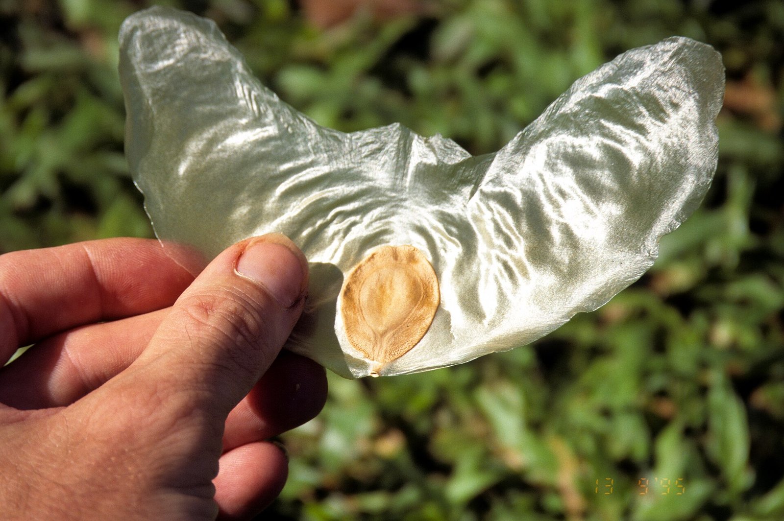 The seed has a glider-like shape made of a thin, transparent material. 