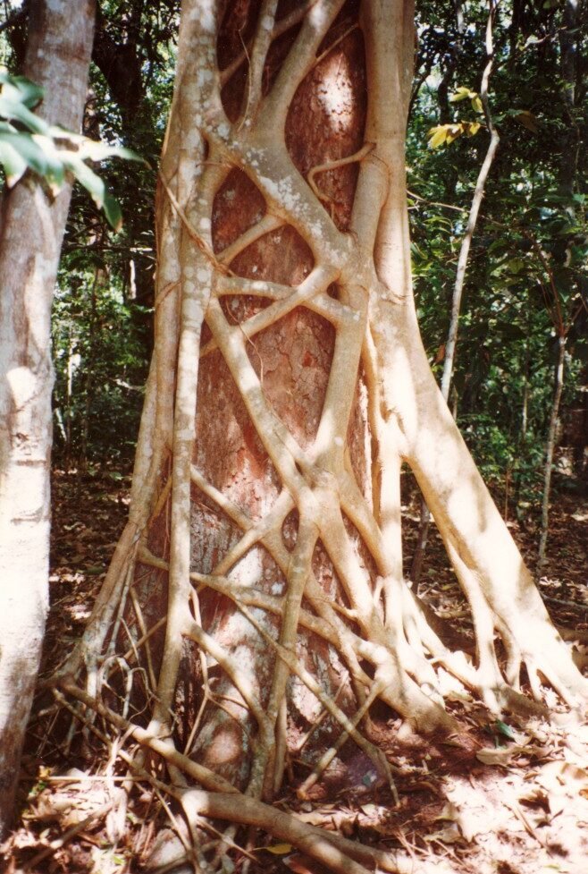 An image of an banyan tree (scientific species name Ficus watkinsiana) in its early stages around a host tree.
